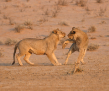 Young male lions playing